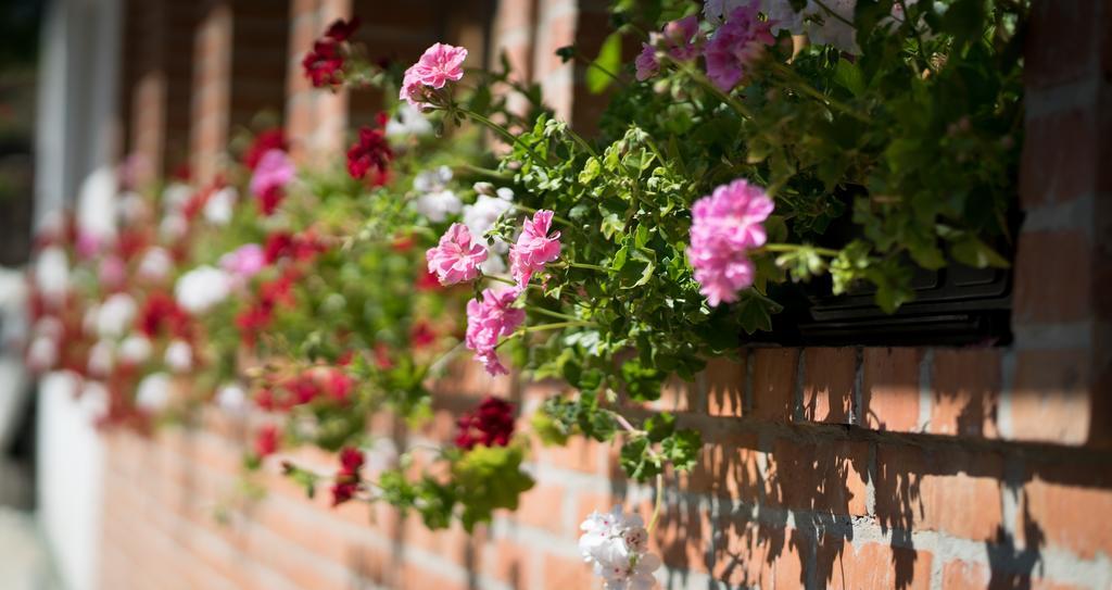 Guest House Vila Djokic Zlatibor Extérieur photo